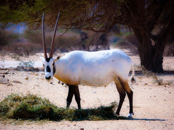 Arabian oryx Arabian oryx