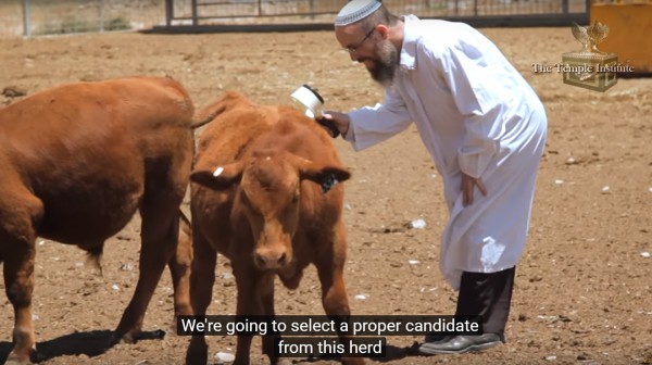 red heifer breeding program,