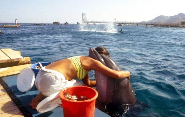 Dolphin Reef in Eilat, Israel Dolphin-Reef-Eilat-Israel