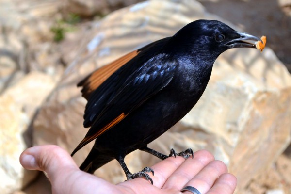 Handfeeding a Tristram's Starling-bird- Masada- Dead Sea-Judean Desert-provision