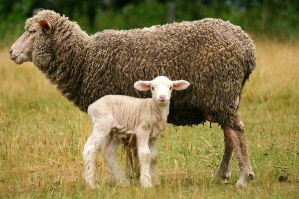 lamb lamb-ewe-sheep