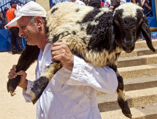 Pesach-sheep-Samaritan