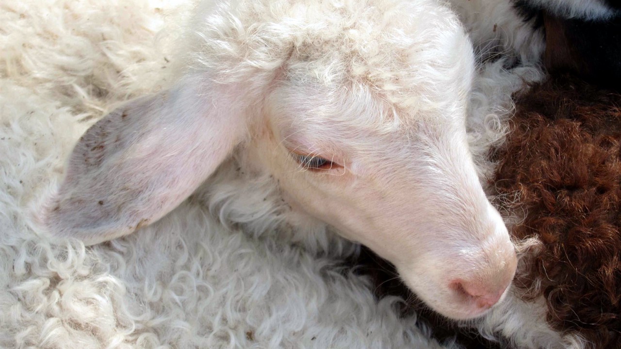 Do Good Shepherds Break the Legs of Sheep Who Wander?