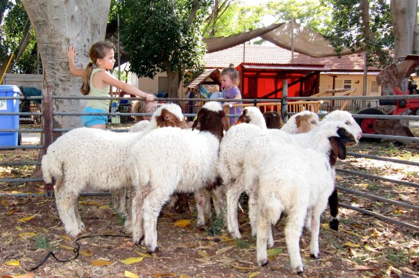 sheep-shepherd-Israel